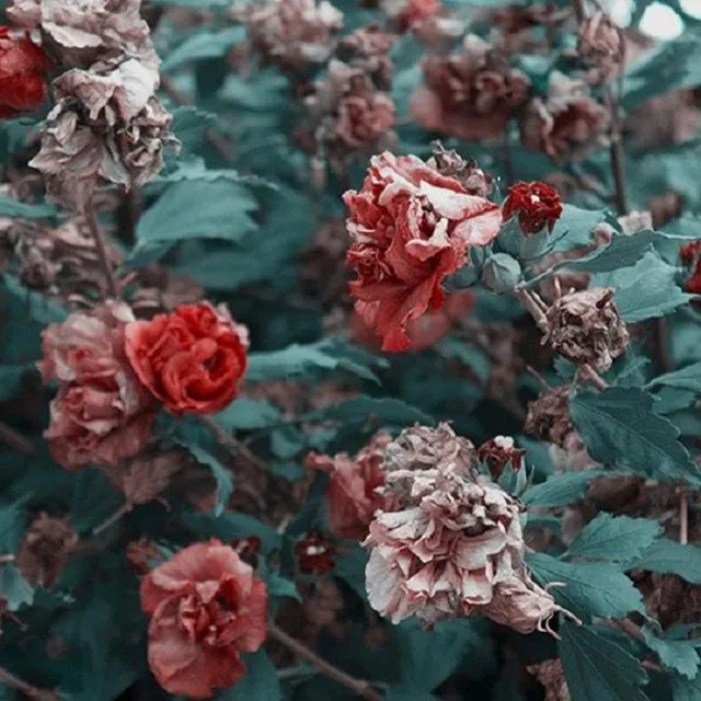 گذار