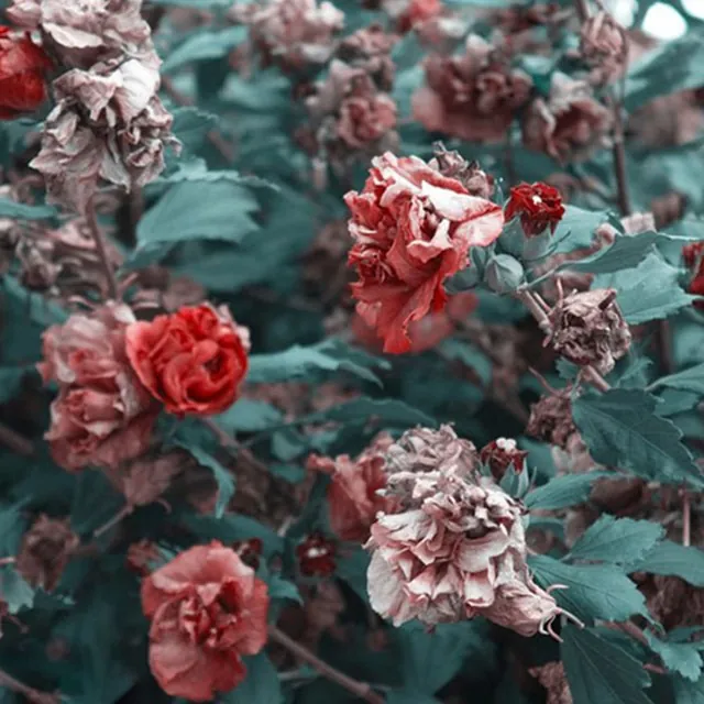 قهقهرا